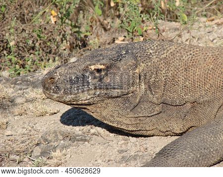 Monitor Lizard. Komodo Dragon A Species Of Lizards From The Monitor Lizard Family. The Species Is Di