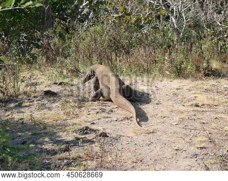 Monitor lizard. Komodo Dragon A species of lizards from the monitor lizard family. The species is di