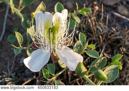 Flowering Plant Capparis Spinosa. Close-up Of A Single White Flower With Green Leaves. Vegetable Cul