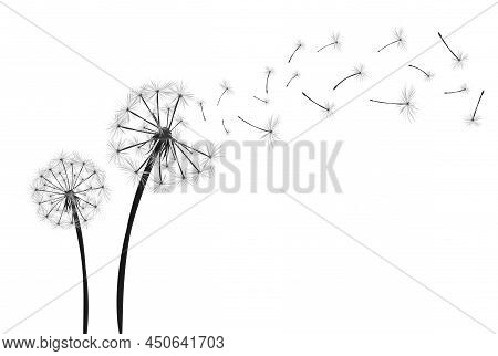Dandelion With Flying Seeds On White Background Banner. Vector Illustratin For Fabric, Card Design, 