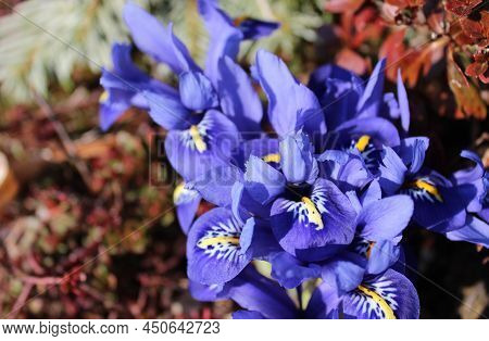 A Blossoming Orchid Iris In The Garden