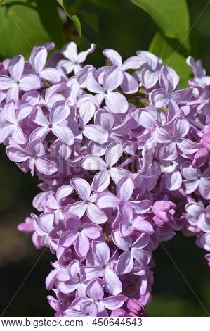 Lilac Esther Staley Flowers In The Spring