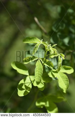 Dalmatian Laburnum Green Leaves In The Spring