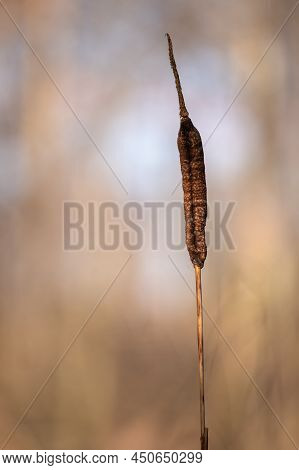 Reeds In The Wind. Typha Latifolia In Sun. Broadleaf Cattail. Bulrush. Natural Environment.
