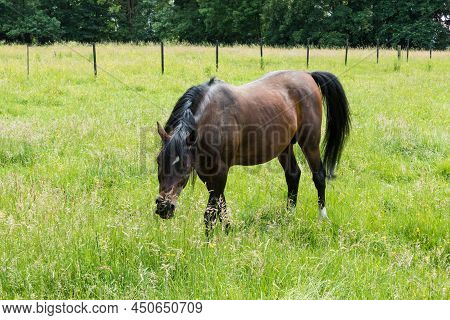 Brown Grazing Horse In The Green Meadows Of The Avijl Plateau Nature Reserve And Park, Uccle, Brusse