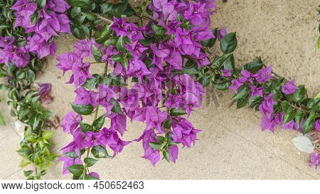 Part Of A Beautiful Magenta Colored Plant With Beach Sand In The Background Found In The Tropical Pa