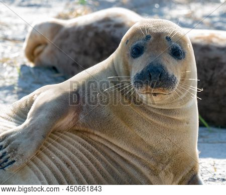 Grey Seals, Halichoerus Grypus, Lying Down On A Beach Of Dune Island In Northern Sea, Germany. Funny