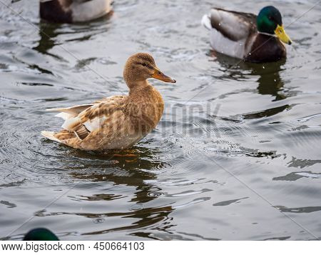 Yellow Colored Mallard Female Duck Swims In The Pond. Animal Polymorphism
