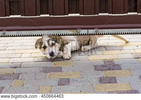 Stray Puppy Is Trying To Crawl Under Garden Gate For To Get In  To New Home And Family