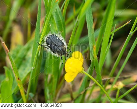 A Small Hairy Scarb Beetle (tropinota Hirta) On A Yellow Flower, Cloudy Day In Summer