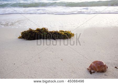 Alghe e conchiglie sulla spiaggia.