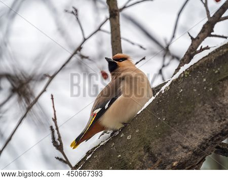 Bohemian Waxwing Sitting On The Branch With Snow In Winter Or Early Spring Day. The Waxwing, A Beaut