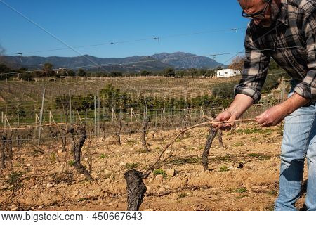 Farmer Pruning The Vine In Winter. Agriculture.