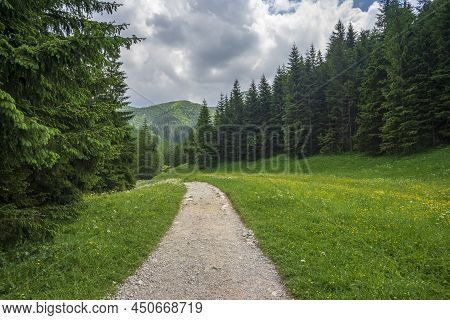 Green Meadows With Yellow Flowers In Jaworzynka Valley. Western Tatra Mountains.