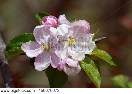 Spring Branch Apple Blossoms.\nbranch Of A Blossoming Apple Tree. Apple Bud