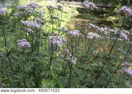 Hemp Agrimonies With Pink Flowers Growing At The Shore Of A Brook