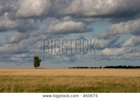 Egyetlen fa mezőben
