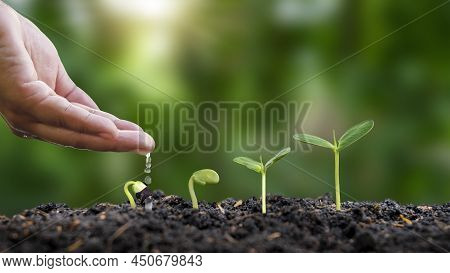 Planting And Seeding Grow Seedlings On Soil, Seedling Growth Ideas.