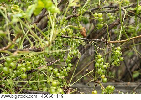 Diseases And Pests Of Berry Bushes. Gall Aphid On Currants. Damaged Leaves On A Red Currant