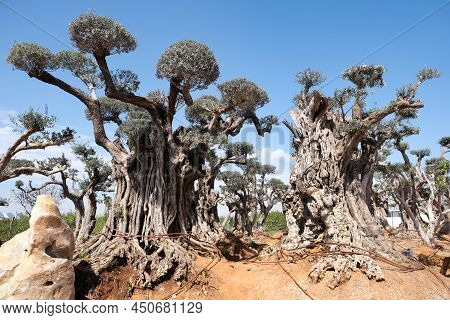 Old Bizarre Olive Trees In The Zimrat Moshav In Southern Israel