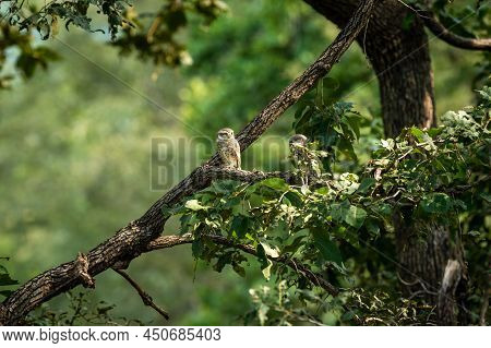 Spotted Owlet Or Athene Brama Owl Bird Pair Perched On Branch In Natural Green Background At Forest 
