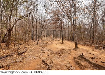 Drought Landscape Of Tropical Rainforest Lack Of Rain In Summer With High Temperature, Leafless Tree