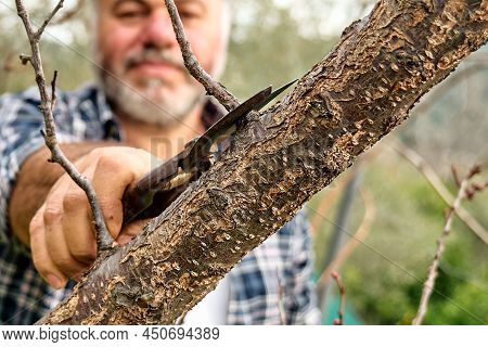Seasonal Pruning Of Trees. Mature Bearded Gardener Pruning Fruit Trees With Pruning Shears. Taking C