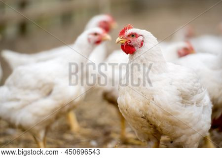 Group Of White Free Range Chicken, Broilers Farm.