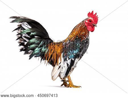 Side view of a Serama rooster, chicken