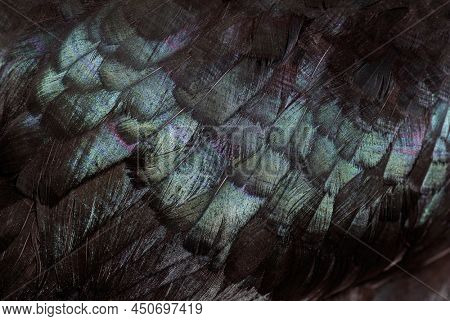 Close-up of black feathers of Cemani chicken