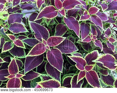 Background Of Urtica Coleus Blumei Plant Leaves
