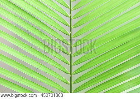 Close-up Green Tropical Palm Leaves In Sunlight. Abstract Lines And Stripped Of Green Palm Leaves Ag