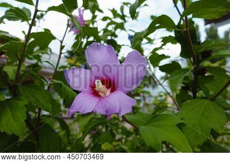 Fading Mauve Crimsoneyed Flower Of Hibiscus Syriacus In July
