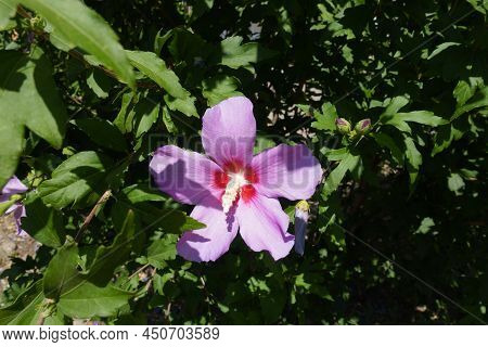 Foliage And Pink Crimsoneyed Flower Of Hibiscus Syriacus In August