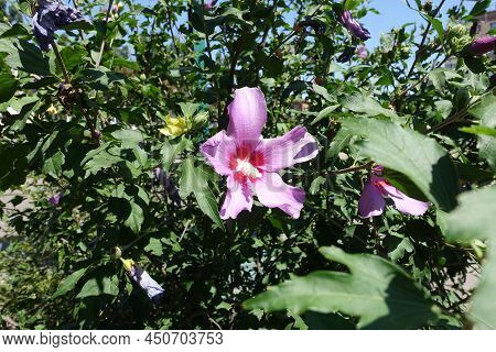 Green Leaves And Pink Crimsoneyed Flower Of Hibiscus Syriacus In August