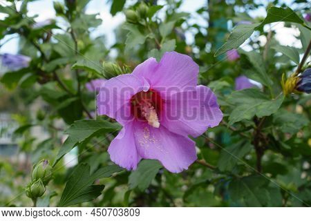 Half Open Pink Crimsoneyed Flower Of Hibiscus Syriacus In July