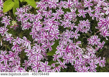Floral Background Of Groundcover Flowers Of Creeping Phlox Awl-shaped.  Small Pink-purple Phlox Flow