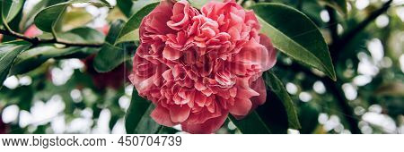 Beautiful Pink Evergreen Camellia Tree With Blooming Flowers During Springtime In English Garden, Uk