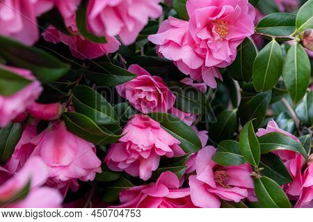 Beautiful Pink Evergreen Camellia Tree With Blooming Flowers During Springtime In English Garden, Uk