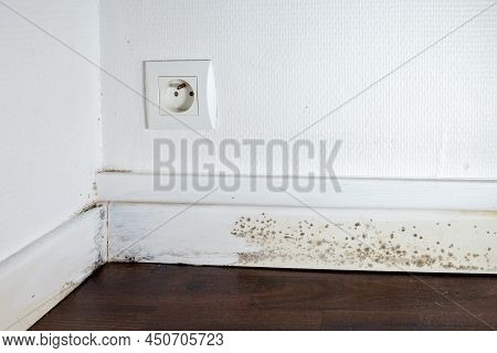 Black Mold On The Floor, Ceiling And Walls, Dampness In The House, Moisture Or Humidity Inside House