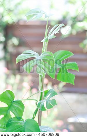 Mini Monstera, Monstera Deliciosa Liebm Or Philodendron Ginny Or Rhaphidophora Terrasperma Or Moster