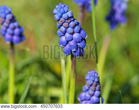 Spring Blue Flower Of Grape Hyacinth, Muscari Neglectum