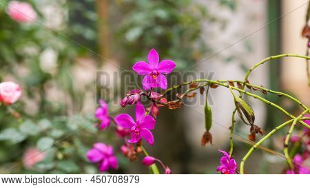 Purple Flower Of Ground Orchid Or Spathoglottis Plicata On A Garden