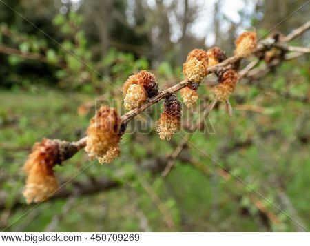 Close-up Shot Of The Young Male Cones Of The Kurile Larch (larix Gmelini Var. Japonica) Developing I