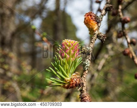 Close-up Shot Of The Pink Young Female Cones Of The Japanese Larch (larix Kaempferi) Appearing In Ea
