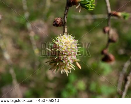 Close-up Shot Of The Pink Young Female Cones Of The Japanese Larch (larix Kaempferi) Appearing In Ea