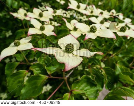 Macro Of The Ornamental Plant - The Kousa Dogwood (cornus Kousa) With Yellow-green Flowers Blooming 