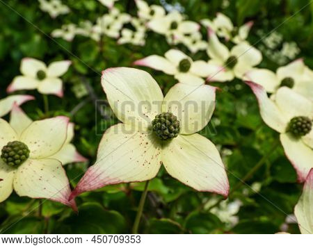 Macro Of The Ornamental Plant - The Kousa Dogwood (cornus Kousa) With Yellow-green Flowers Blooming 