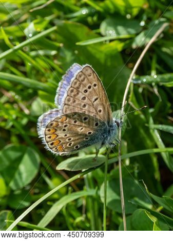 Close-up Of The Adult Common Blue Butterfly Or European Common Blue (polyommatus Icarus) With Visibl