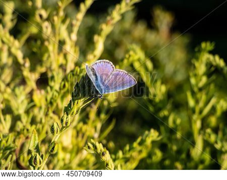 Close-up Of The Adult Common Blue Butterfly Or European Common Blue (polyommatus Icarus) Sitting On 
